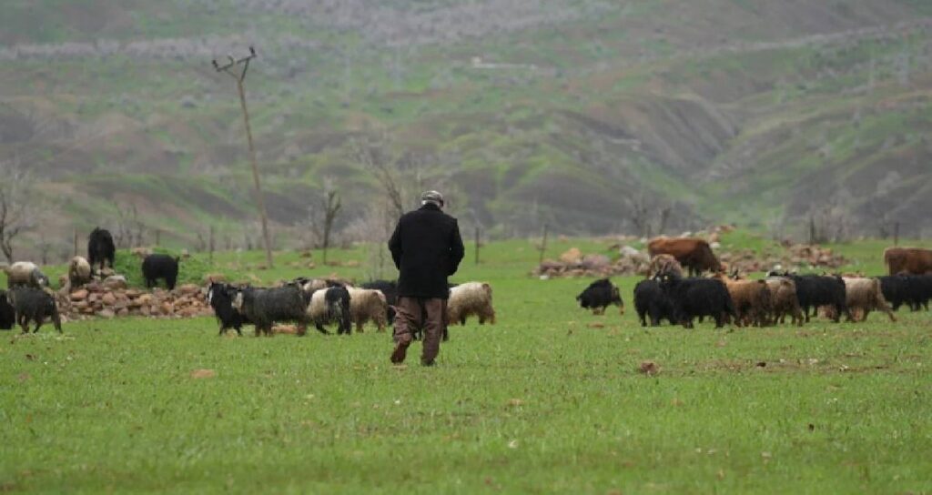 Hayvanlarını otlatan çoban tesadüfen dev bir yaratık buldu