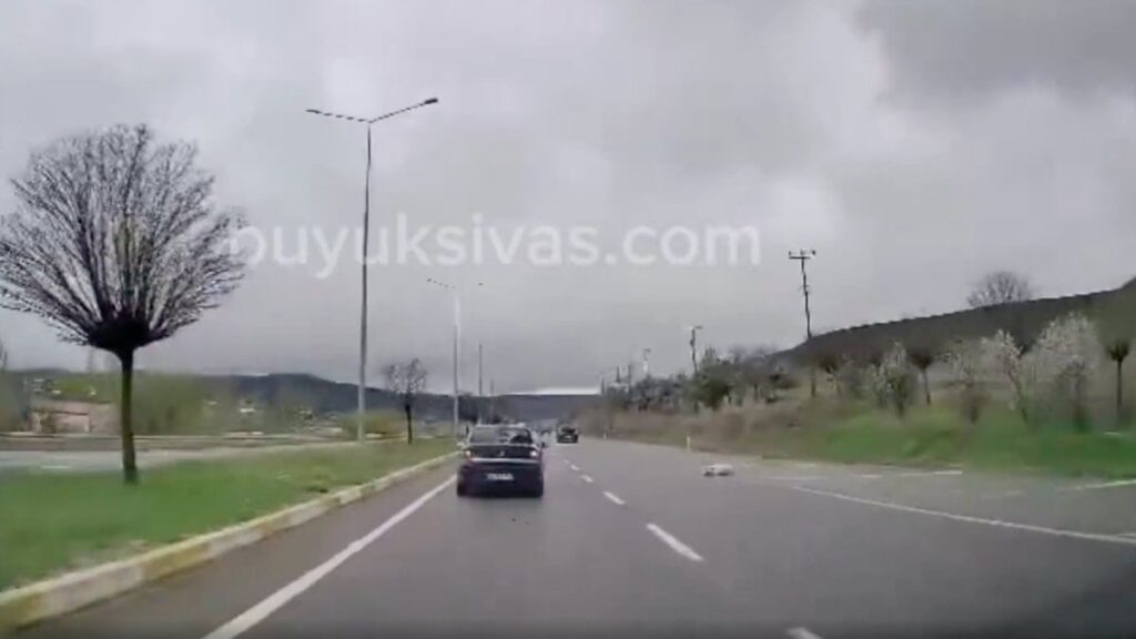 Başıboş köpekler tehlike yaratıyor