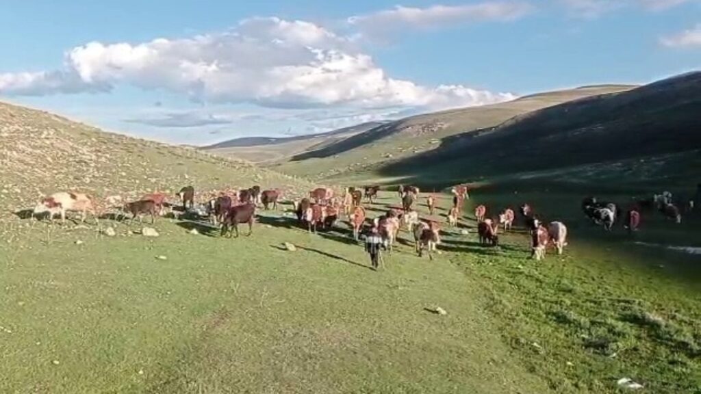 Kurbanlık Dolandırıcılığına Karşı Uyarı