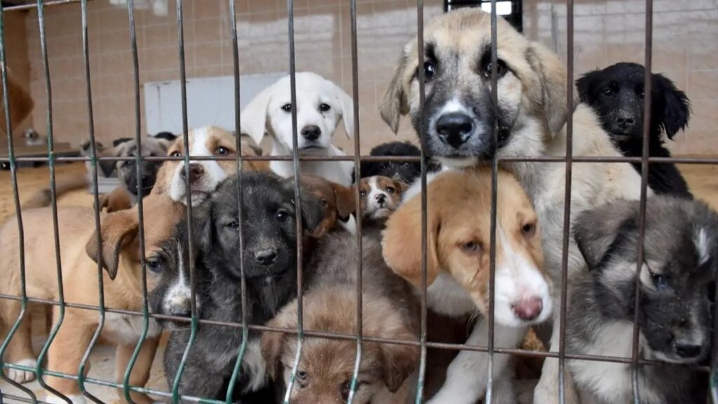 Kütahya’da ‘Sahte Sahiplendirme’ ile Köpekler Geri Salınıyor