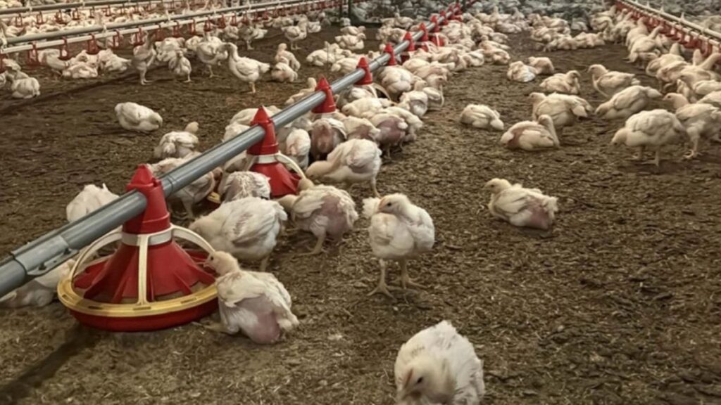 FAO Raporu: Küresel Et Tüketimi ve Etkileri