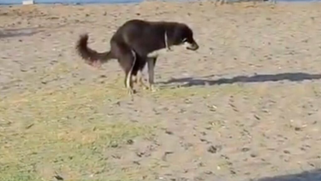 Plajda Başıboş Köpek Tehlikesi