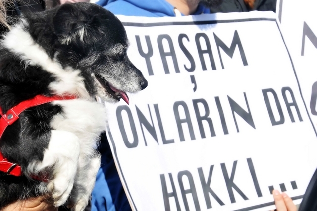 Sokak Hayvanları Tartışmasında Gerilim Tırmanıyor