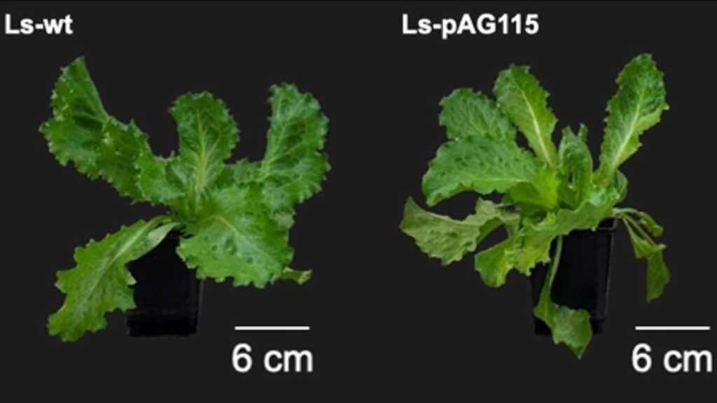 Maruldan Hayvansal Protein Üretimi Başarısı