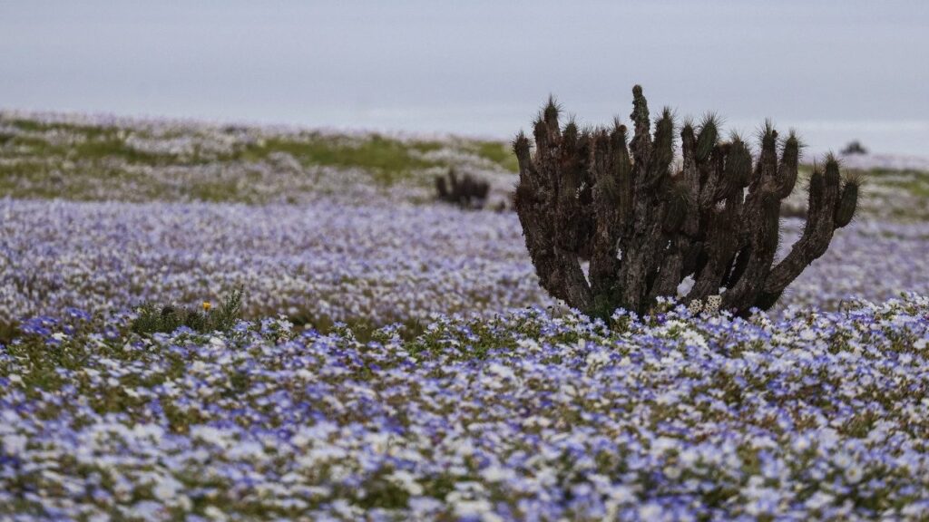 Atacama Çölü’nde Erken Çiçeklenme Hareketi