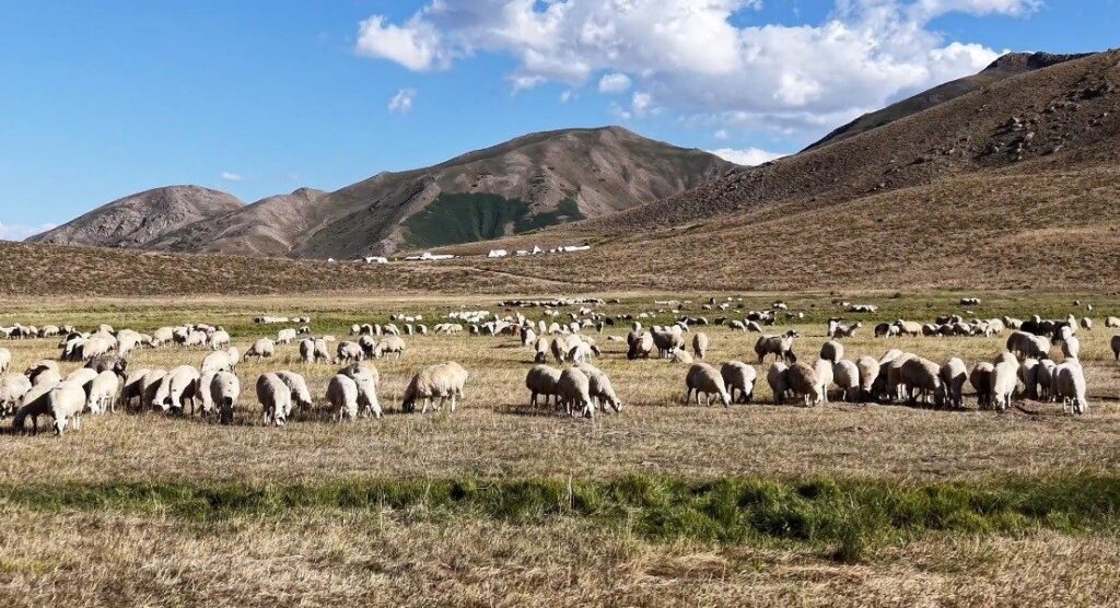 Tunceli’de Çoban Sıkıntısı ve Artan Maliyetler