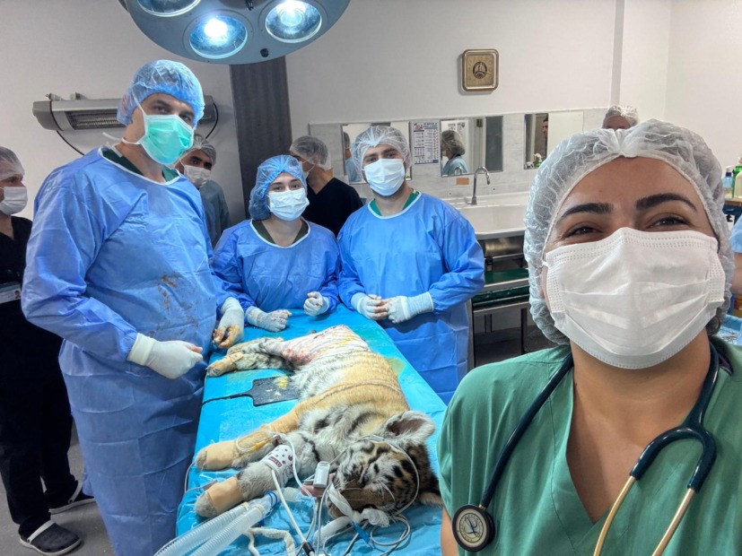 Yavru kaplan, sağlığına BUÜ’de kavuştu