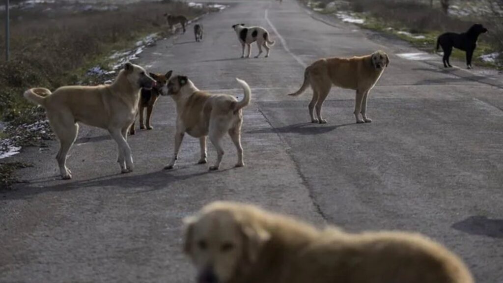 Sahipsiz köpeklerin yüzde 99,9’u toplandı