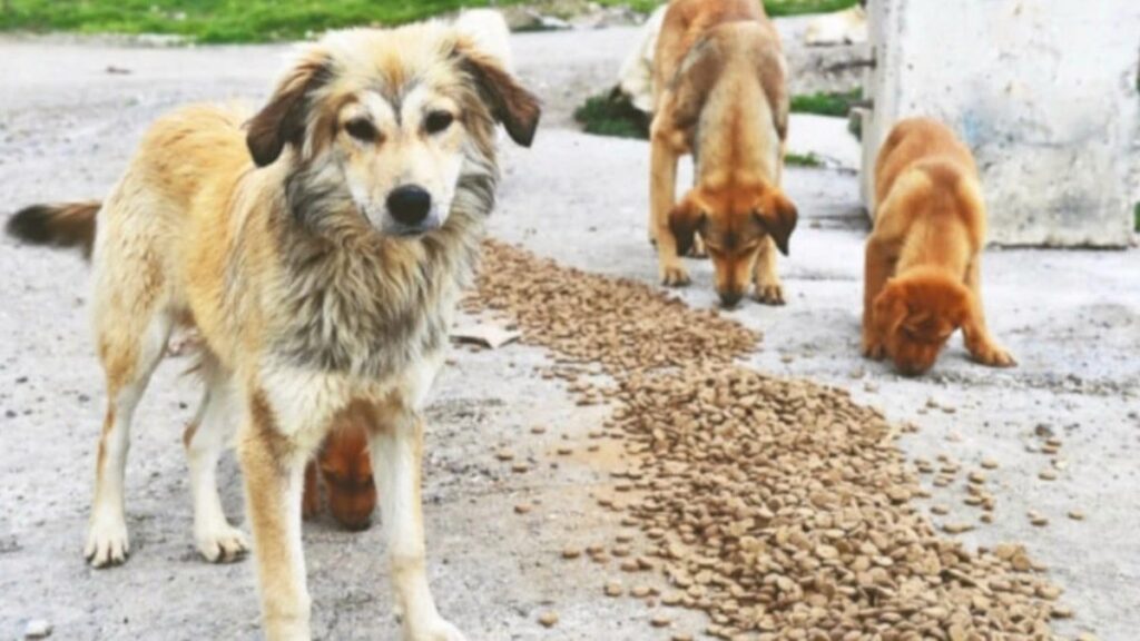 Sokak köpekleri sorunu ile 55 derneğe ceza